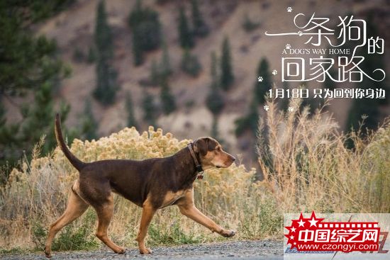 《一条狗的回家路》年末必备温暖之旅 贝拉用陪伴无言告白