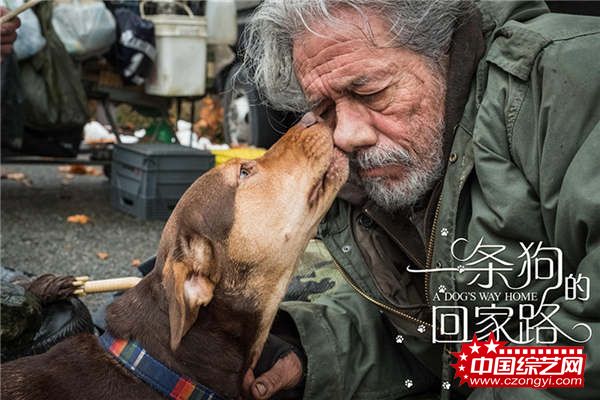 《一条狗的回家路》被赞“假期必看” 联合马达送温暖