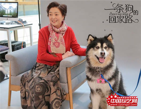 《一条狗的回家路》被赞“假期必看” 联合马达送温暖
