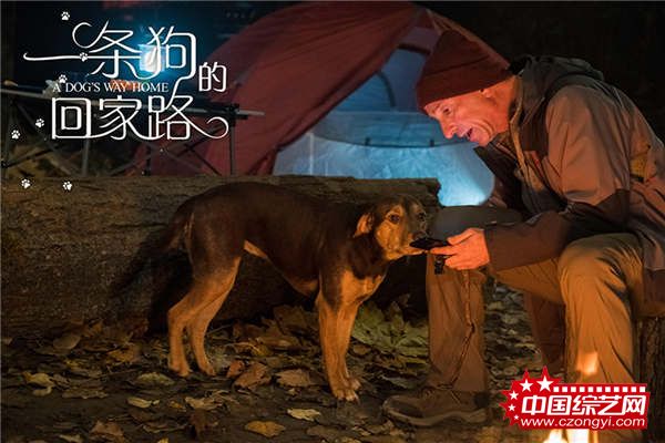 《一条狗的回家路》被赞“假期必看” 联合马达送温暖