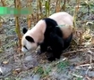 大熊猫下山觅食